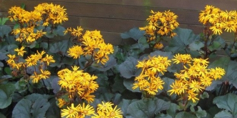 Buzulnik brit marie crawford: fotografija i opis